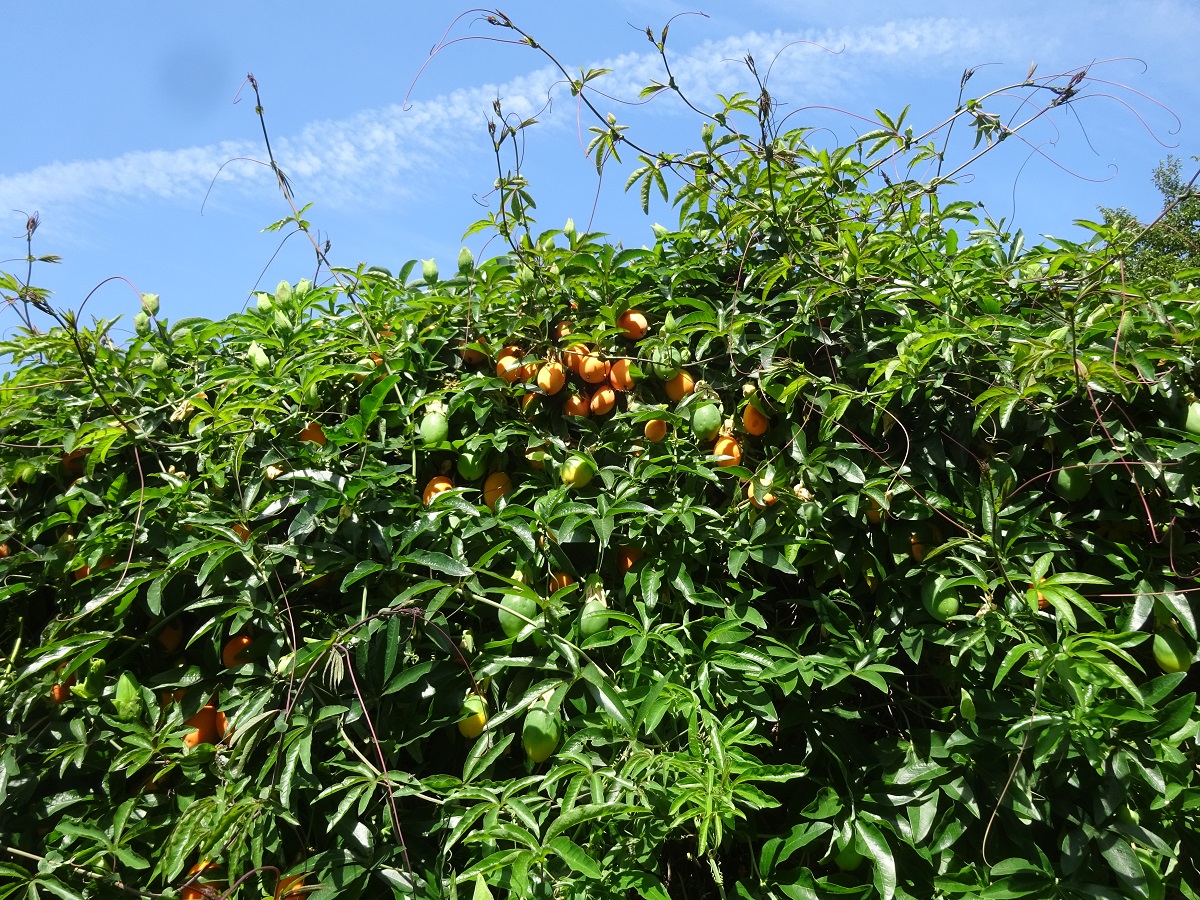 Passiflora caerulea (Passifloraceae)